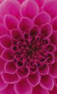 PINK DAHLIA fotótapéta, poszter, vlies alapanyag, 150x250 cm