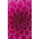 PINK DAHLIA fotótapéta, poszter, vlies alapanyag, 150x250 cm