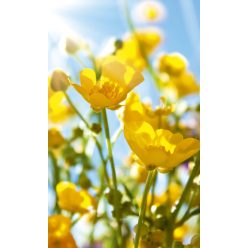   YELLOW FLOWERS fotótapéta, poszter, vlies alapanyag, 150x250 cm