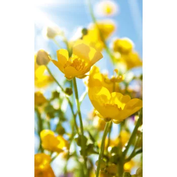   YELLOW FLOWERS fotótapéta, poszter, vlies alapanyag, 150x250 cm