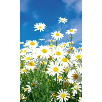 DAISIES fotótapéta, poszter, vlies alapanyag, 150x250 cm