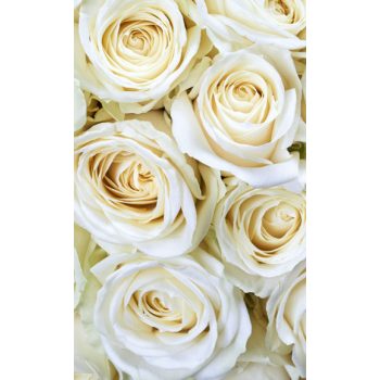   WHITE ROSES fotótapéta, poszter, vlies alapanyag, 150x250 cm