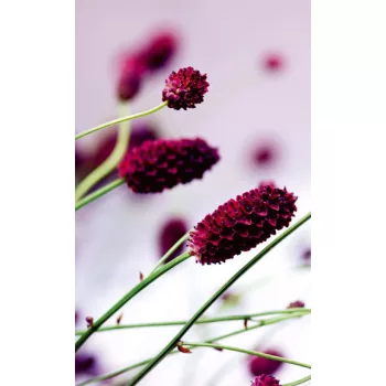   FLORAL VIOLET fotótapéta, poszter, vlies alapanyag, 150x250 cm