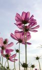 COSMOS FLOWERS fotótapéta, poszter, vlies alapanyag, 150x250 cm