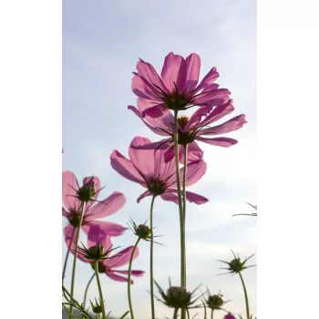   COSMOS FLOWERS fotótapéta, poszter, vlies alapanyag, 150x250 cm