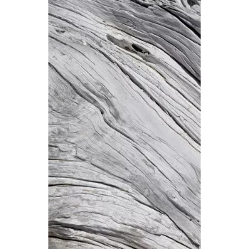   TREE TEXTURE fotótapéta, poszter, vlies alapanyag, 150x250 cm