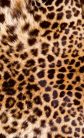 LEOPARD SKIN fotótapéta, poszter, vlies alapanyag, 150x250 cm