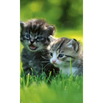 KITTENS fotótapéta, poszter, vlies alapanyag, 150x250 cm