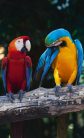 COLOURFUL MACAW fotótapéta, poszter, vlies alapanyag, 150x250 cm