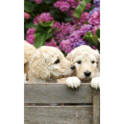   LABRADOR PUPPIES fotótapéta, poszter, vlies alapanyag, 150x250 cm