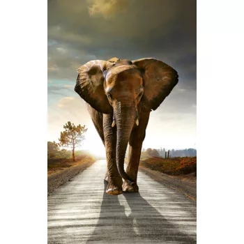   WALKING ELEPHANT fotótapéta, poszter, vlies alapanyag, 150x250 cm