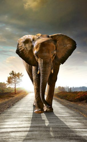 WALKING ELEPHANT fotótapéta, poszter, vlies alapanyag, 150x250 cm