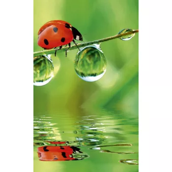 LADYBIRD fotótapéta, poszter, vlies alapanyag, 150x250 cm