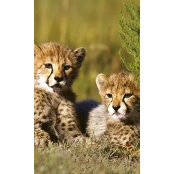 CHEETAH fotótapéta, poszter, vlies alapanyag, 150x250 cm