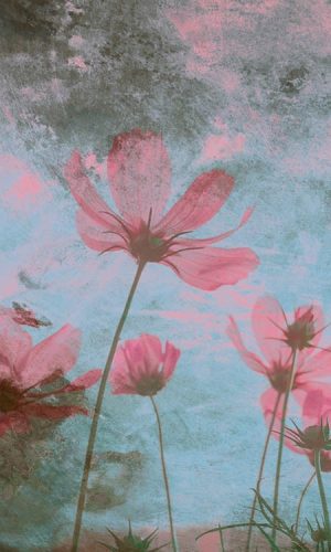 Rózsaszín virág fotótapéta, poszter, vlies alapanyag, 150x250 cm