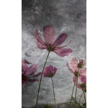   Ibolya Virág fotótapéta, poszter, vlies alapanyag, 150x250 cm