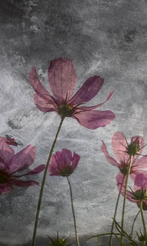 Ibolya Virág fotótapéta, poszter, vlies alapanyag, 150x250 cm