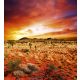 AUSTRALIAN LANDSCAPE fotótapéta, poszter, vlies alapanyag, 225x250 cm