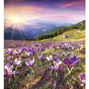   CROCUSES AT SPRING fotótapéta, poszter, vlies alapanyag, 225x250 cm