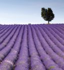 LAVENDER FIELD fotótapéta, poszter, vlies alapanyag, 225x250 cm