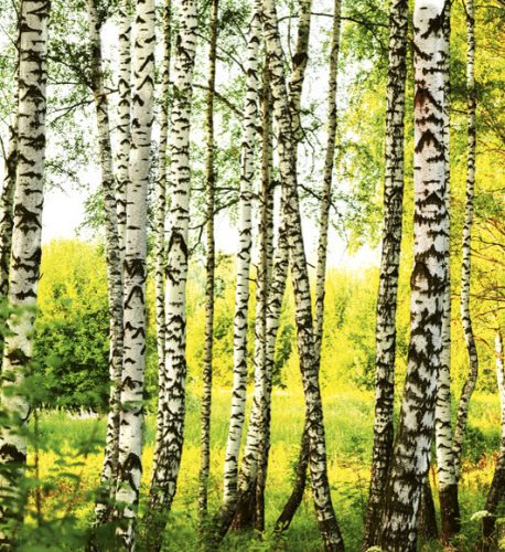 BIRCH FOREST fotótapéta, poszter, vlies alapanyag, 225x250 cm
