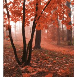   MISTY FOREST fotótapéta, poszter, vlies alapanyag, 225x250 cm