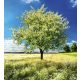 BLOSSOM TREE fotótapéta, poszter, vlies alapanyag, 225x250 cm