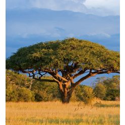   ACACIA TREE fotótapéta, poszter, vlies alapanyag, 225x250 cm