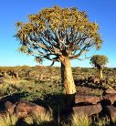 NAMIBIA fotótapéta, poszter, vlies alapanyag, 225x250 cm