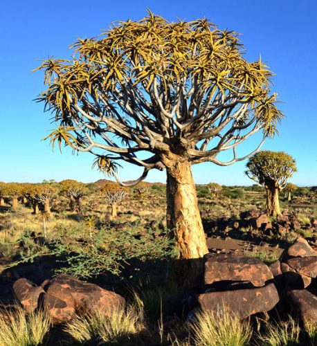 NAMIBIA fotótapéta, poszter, vlies alapanyag, 225x250 cm