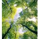 TREES fotótapéta, poszter, vlies alapanyag, 225x250 cm