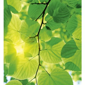   GREEN LEAVES fotótapéta, poszter, vlies alapanyag, 225x250 cm