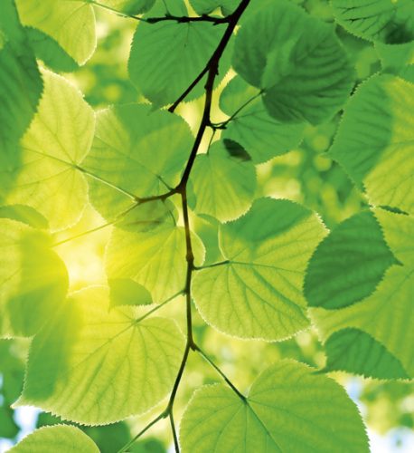 GREEN LEAVES fotótapéta, poszter, vlies alapanyag, 225x250 cm