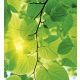 GREEN LEAVES fotótapéta, poszter, vlies alapanyag, 225x250 cm
