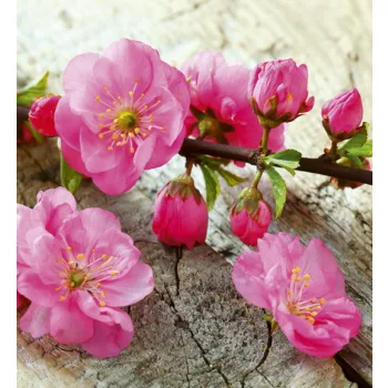 SAKURA fotótapéta, poszter, vlies alapanyag, 225x250 cm