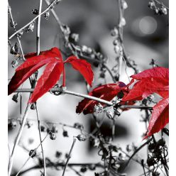   RED LEAVES ON BLACK fotótapéta, poszter, vlies alapanyag, 225x250 cm