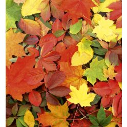   COLOURFUL LEAVES fotótapéta, poszter, vlies alapanyag, 225x250 cm