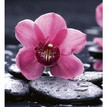 ORCHID fotótapéta, poszter, vlies alapanyag, 225x250 cm