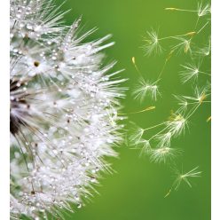   BLOWING DANDELION fotótapéta, poszter, vlies alapanyag, 225x250 cm