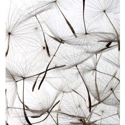   DANDELION SEEDS fotótapéta, poszter, vlies alapanyag, 225x250 cm