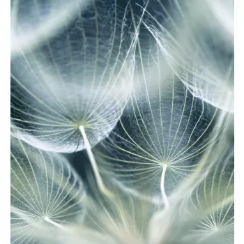   DANDELION MACRO fotótapéta, poszter, vlies alapanyag, 225x250 cm