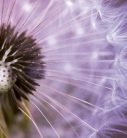 DANDELION fotótapéta, poszter, vlies alapanyag, 225x250 cm