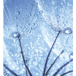   DANDELION WATER DROPS fotótapéta, poszter, vlies alapanyag, 225x250 cm