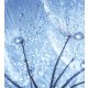 DANDELION WATER DROPS fotótapéta, poszter, vlies alapanyag, 225x250 cm