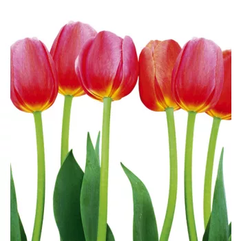   BED OF TULIPS fotótapéta, poszter, vlies alapanyag, 225x250 cm