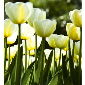   WHITE TULIPS fotótapéta, poszter, vlies alapanyag, 225x250 cm