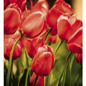   RED TULIPS fotótapéta, poszter, vlies alapanyag, 225x250 cm