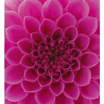  PINK DAHLIA fotótapéta, poszter, vlies alapanyag, 225x250 cm