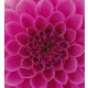 PINK DAHLIA fotótapéta, poszter, vlies alapanyag, 225x250 cm