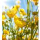 YELLOW FLOWERS fotótapéta, poszter, vlies alapanyag, 225x250 cm